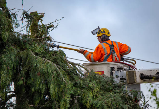  , USA Tree Removal Services Pros